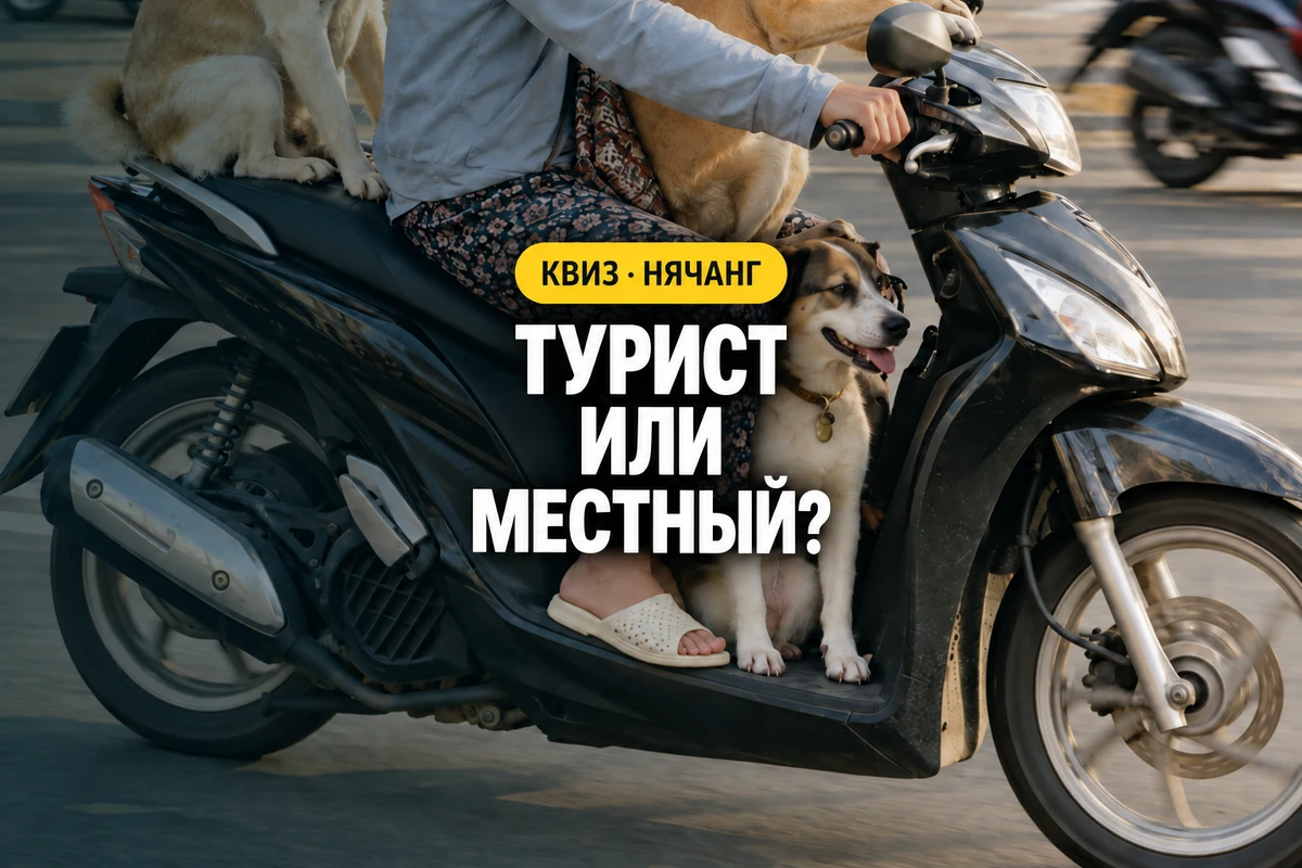 Обложка теста «Турист или местный?» с женщиной и собаками на скутере