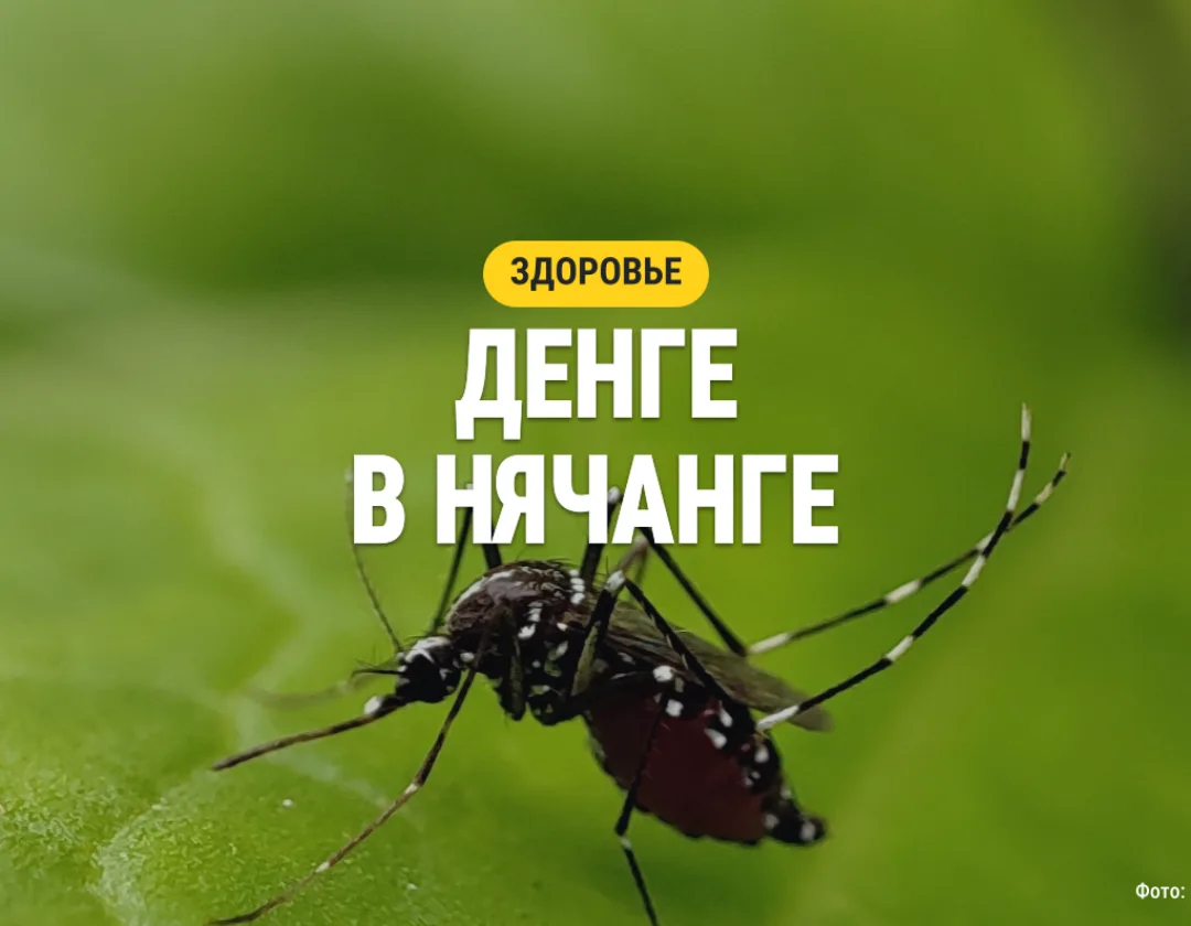 Комар Aedes aegypti на зелёном листе, тематическое фото 2023 года