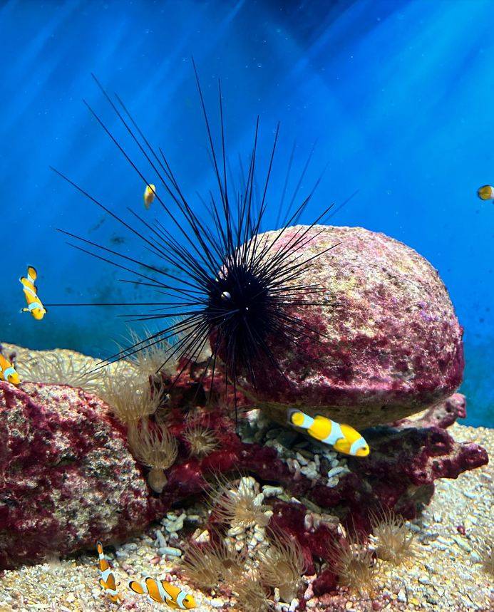 Музей океанографии в Нячанге