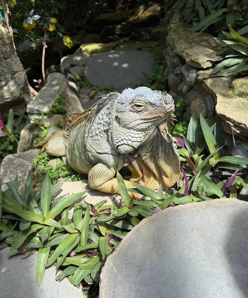 Кафе с вертолётом Koi Garden