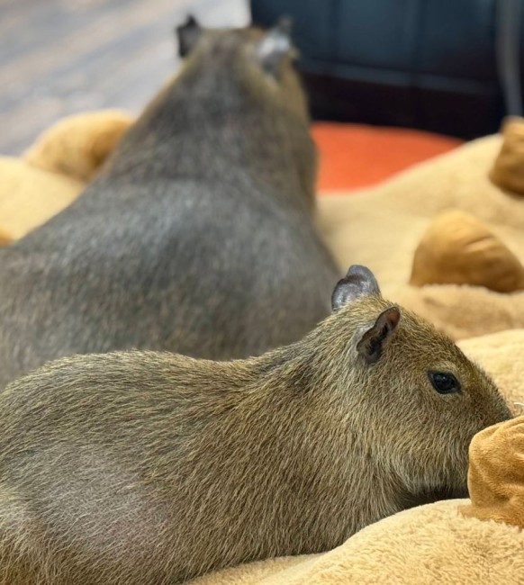 Кафе с капибарами Нячанг Capybara Coffee