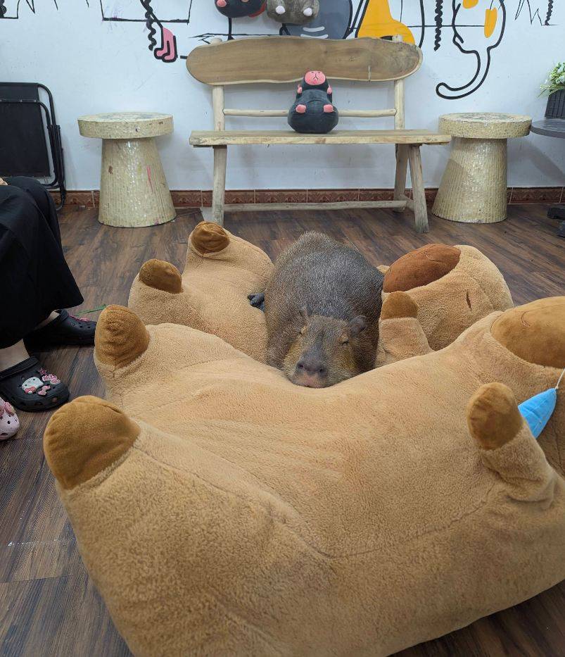 Кафе с капибарами Нячанг Capybara Coffee