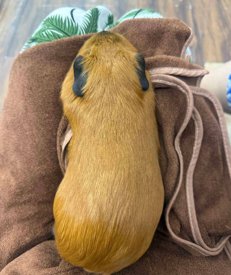 Кафе с капибарами Нячанг Capybara Coffee