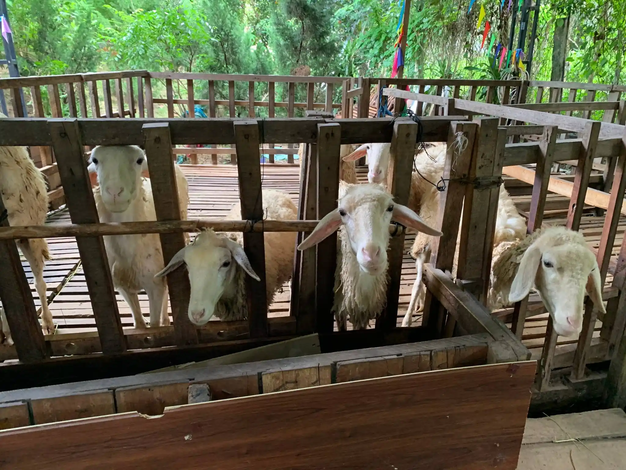 овцы в парке Fairy Forest Нячанг